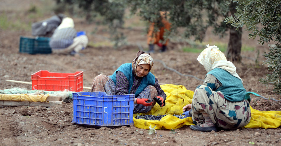 Görece Naturel Sızma Zeytinyağı